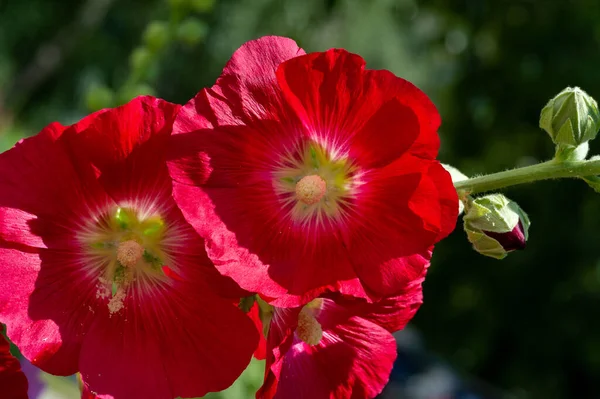 Malwa Kwiat Jadalny Postaci Warzyw Liściastych — Zdjęcie stockowe