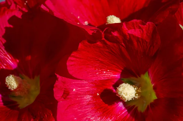 Квіти Листяними Овочами — стокове фото