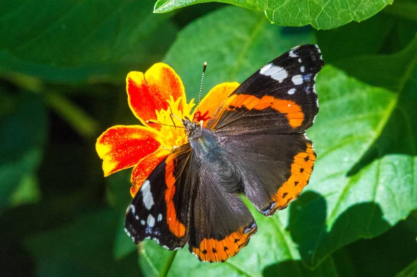 Vanessa Atalanta Red Admiral Previously Red Admirable Well Characterized Medium — Stock Photo, Image