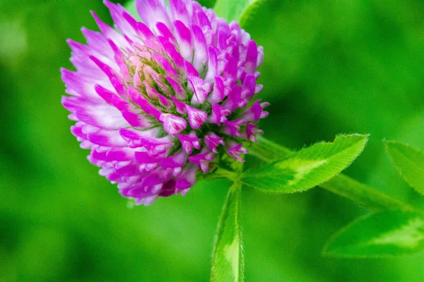 Flor Trevo Folhas Trevo Três Lobos Uma Planta Herbácea Família — Fotografia de Stock