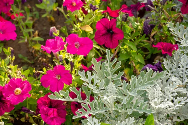 Petunia South American Descent Popular Flower Same Name Came French — Stock Photo, Image