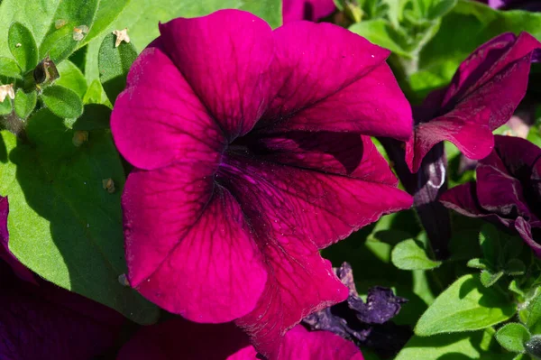 Petunia Jest Pochodzenia Południowoamerykańskiego Popularny Kwiat Tej Samej Nazwie Pochodzi — Zdjęcie stockowe