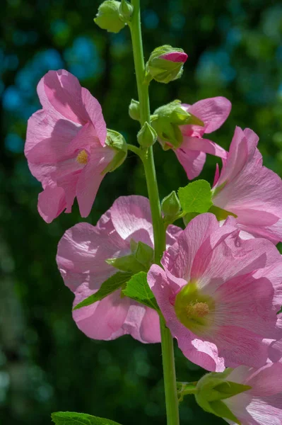 Mallow - edible flower in the form of leafy vegetables.
