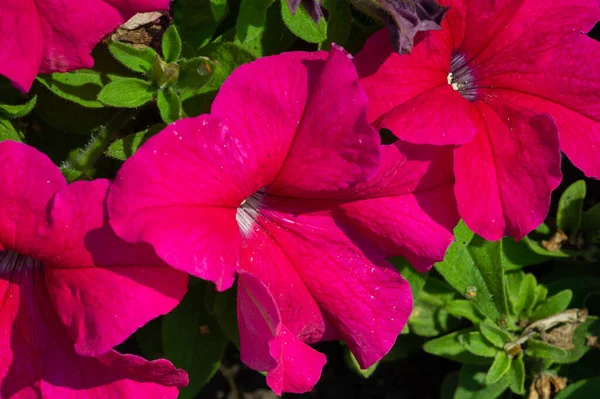 Petunia Est Origine Sud Américaine Une Fleur Populaire Même Nom — Photo