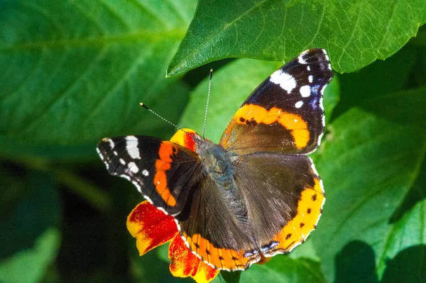 Vanessa Atalanta Den Röda Amiralen Eller Tidigare Den Röda Beundransvärda — Stockfoto