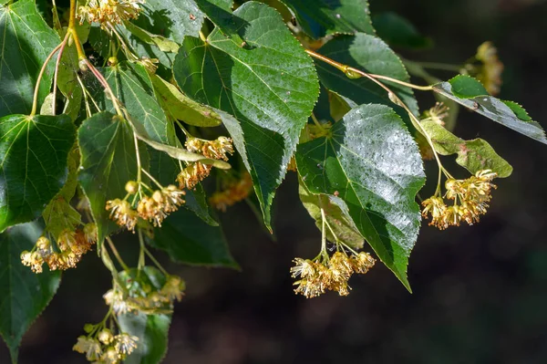 Fiori Tiglio Alberi Tiglio Deliziosamente Profumati Profumano Aria All Inizio — Foto Stock