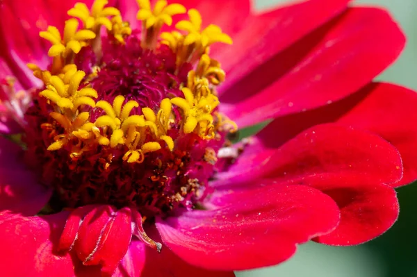 Zinnia Genus Sunflower Plants Daisy Family Come Shrubs Dry Pastures — Stock Photo, Image