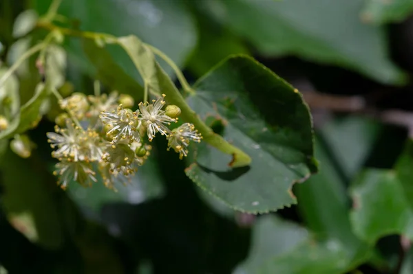 Linden Flowers Deliciously Fragrant Linden Trees Perfume Air Early Summer — Stock Photo, Image