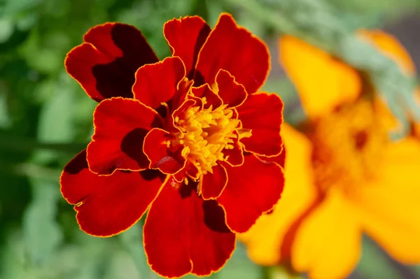 Calendula Cette Fleur Ancienne Une Longue Histoire Tant Que Plante — Photo