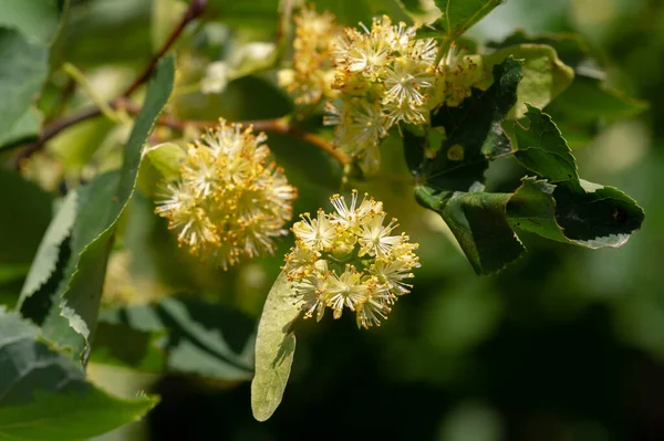 Flores Tilo Deliciosamente Fragantes Árboles Tilo Perfuman Aire Principios Del — Foto de Stock