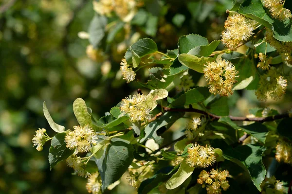 Linden flowers, Deliciously fragrant linden trees perfume the air in early summer, beckoning us to come and enjoy their beneficial properties for body, mind, and spirit.