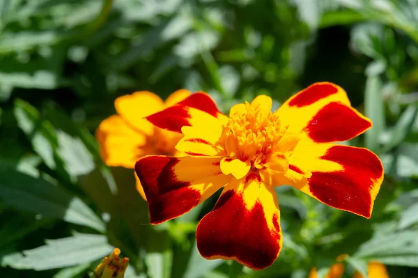Καλέντουλα Αυτό Παλιομοδίτικο Λουλούδι Έχει Μακρά Ιστορία Τόσο Καλλωπιστικό Φυτό — Φωτογραφία Αρχείου