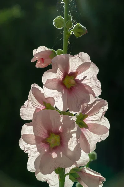 Malva Flor Comestível Sob Forma Vegetais Folhosos — Fotografia de Stock