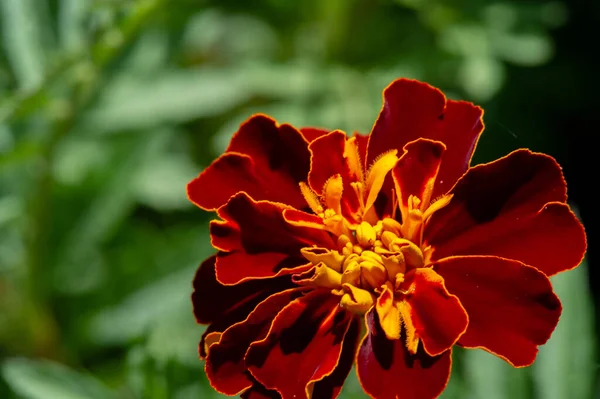 Calendula Tento Staromódní Květ Dlouhou Historii Jako Okrasná Zahradní Rostlina — Stock fotografie