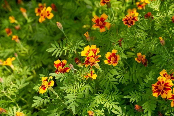 Calendula 장식용 식물과 허브로서의 역사를 가지고 다음에는 꽃잎에서 사프란을 대체하는 — 스톡 사진