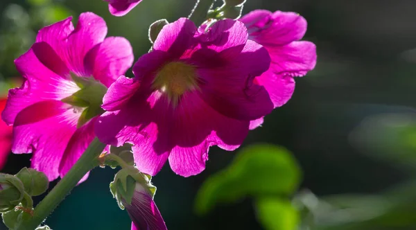 Mallow Edible Flower Form Leafy Vegetables — Stockfoto