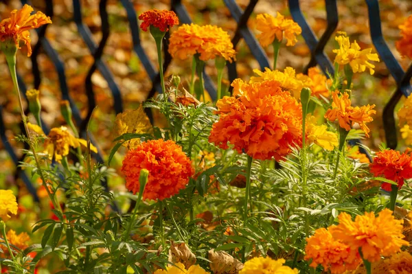 カレンデュラこの古いスタイルの花は 観賞用の庭の植物とハーブの両方として長い歴史を持っています 乾燥すると カレンダーの花の花弁はサフランの代わりに料理を提供します — ストック写真