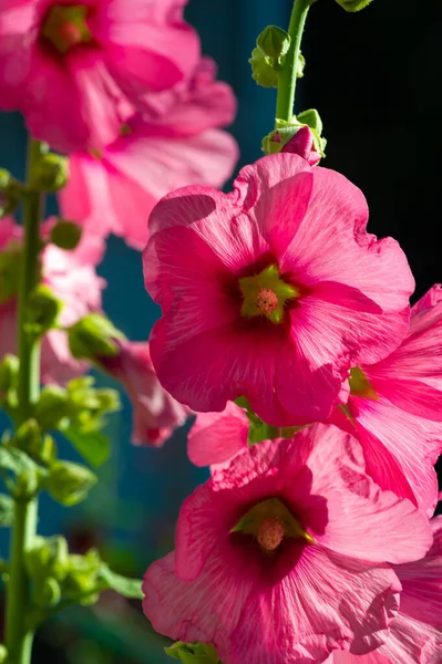 Mauve Fleur Comestible Sous Forme Légumes Feuilles — Photo