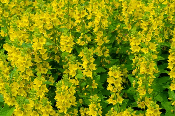 Lysimachia Punctata Floraison Été Diurétique Remède Pour Réduire Enflure Circulation — Photo