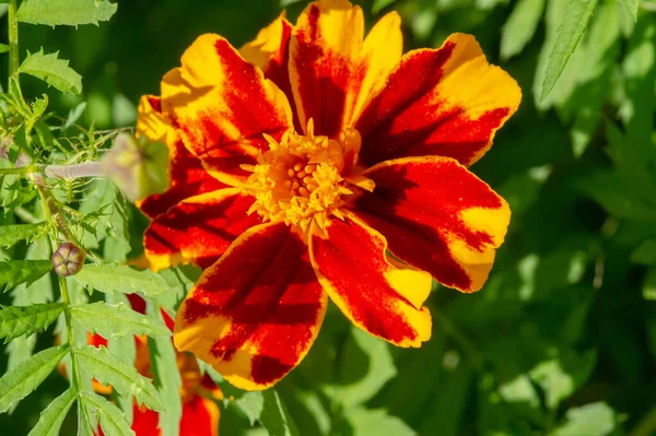 Aster Alpinus Альпійська Пасовиська Росте Горах Європи Тому Числі Альпах — стокове фото