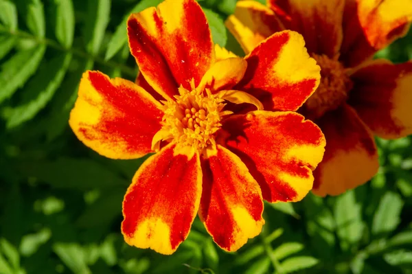 Aster Alpinus Aster Alpinus Wächst Den Bergen Europas Einschließlich Der — Stockfoto