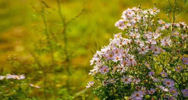 Aster Alpinus Αλπικός Αστέρας Αναπτύσσεται Στα Βουνά Της Ευρώπης Συμπεριλαμβανομένων — Φωτογραφία Αρχείου