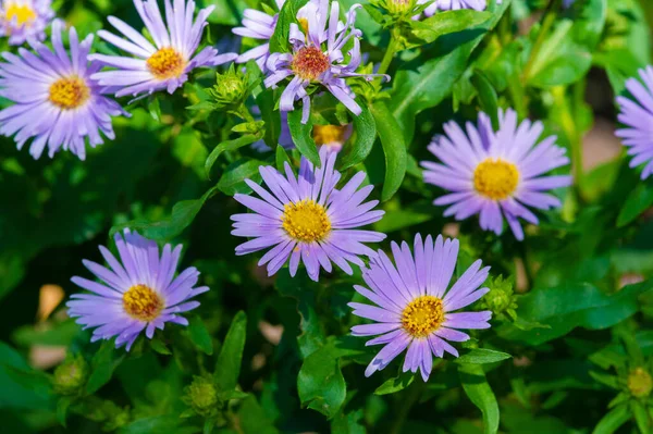 Aster Alpinus Alpine Aster Grows Mountains Europe Including Alps Subspecies — Stock Photo, Image