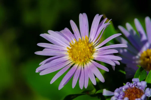 Aster Alpinus Alpine Aster Grows Mountains Europe Including Alps Subspecies — Stock Photo, Image