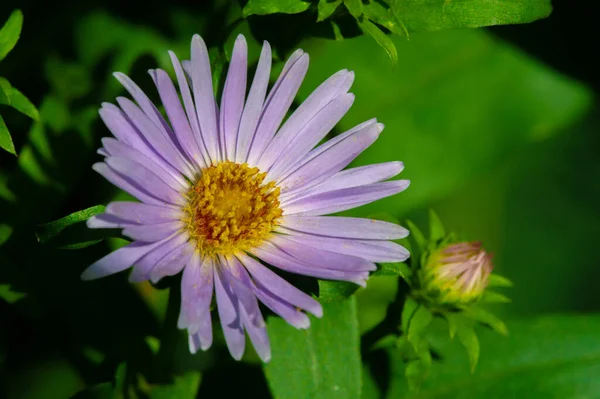 Aster Alpinus Alpine Aster Grows Mountains Europe Including Alps Subspecies — Stock Photo, Image