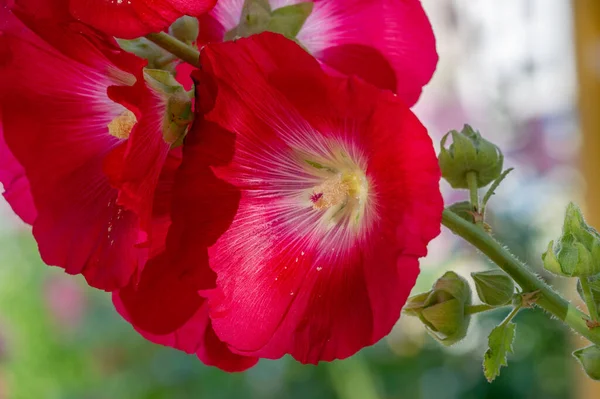 Malva Flor Comestível Sob Forma Vegetais Folhosos — Fotografia de Stock