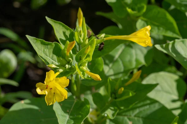 Mirabilis Jalapa Miracolo Del Perù Fiore Quattro Ore Meraviglioso Latino — Foto Stock