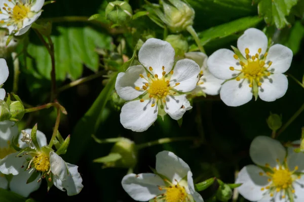 Fiori Fragola Selvatica Fragole Trovano Nell Arte Italiana Fiamminga Tedesca — Foto Stock