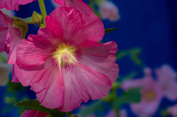 Маллоу Съедобный Цветок Виде Листовых Овощей — стоковое фото