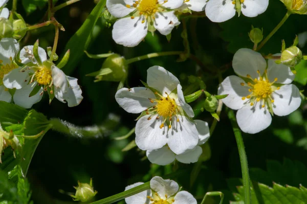wild strawberry flowers, Strawberries are found in Italian, Flemish and German art, as well as in English miniatures. It has been used to treat depressive illnesses.