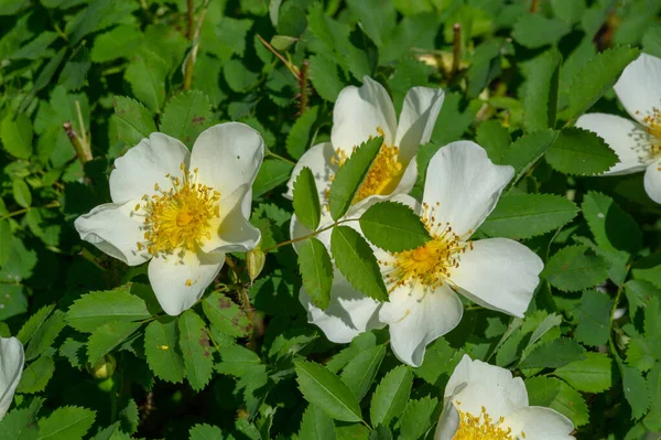 Rosa Canina Les Fleurs Sont Généralement Grandes Voyantes Blanc Jaune — Photo