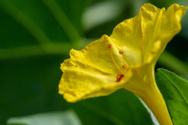 Mirabilis Jalapa Cud Peru Lub Czterogodzinny Kwiat Wspaniały Łacinie Jalapa — Zdjęcie stockowe