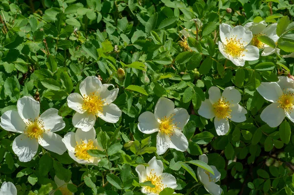 Rosa Canina Λουλούδια Είναι Συνήθως Μεγάλα Και Επιδεικτικά Από Λευκό — Φωτογραφία Αρχείου