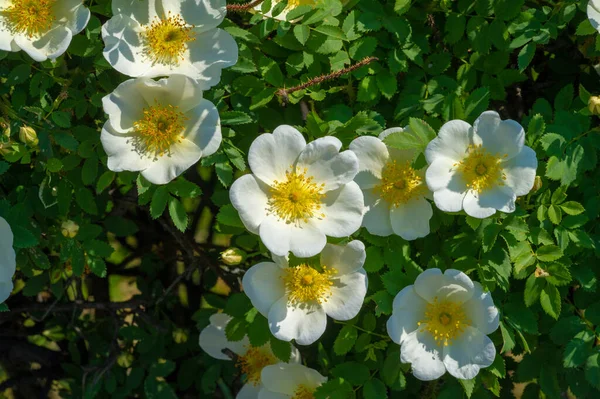 Rosa Canina Kwiaty Zazwyczaj Duże Efektowne Białego Żółtego Czerwonego Większość — Zdjęcie stockowe