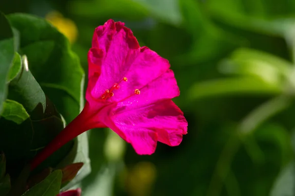 Mirabilis Jalapa Θαύμα Του Περού Ένα Τετράωρο Λουλούδι Υπέροχο Στα — Φωτογραφία Αρχείου