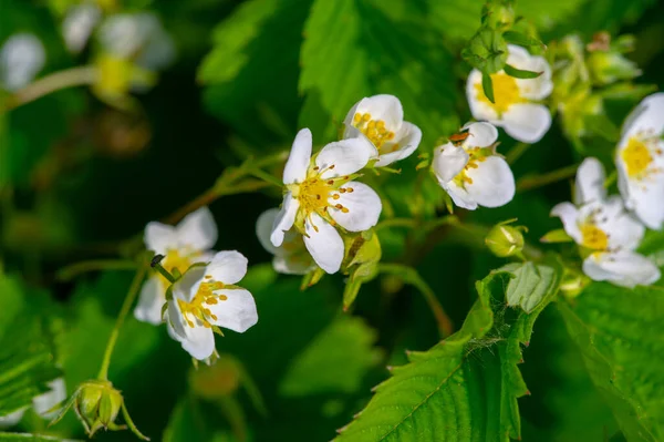 Fiori Fragola Selvatica Fragole Trovano Nell Arte Italiana Fiamminga Tedesca — Foto Stock