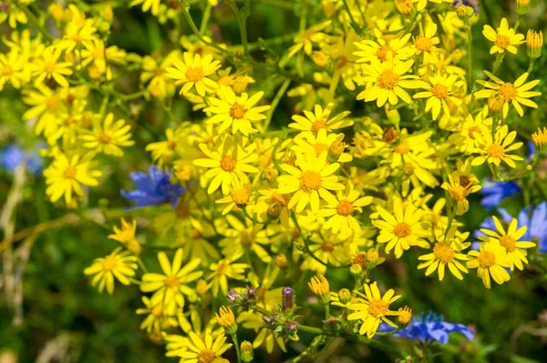 Kwiaty Hypericum Dawna Stosowane Dziedzinie Zielarstwa Wiadomo Właściwości Lecznicze Starożytności — Zdjęcie stockowe