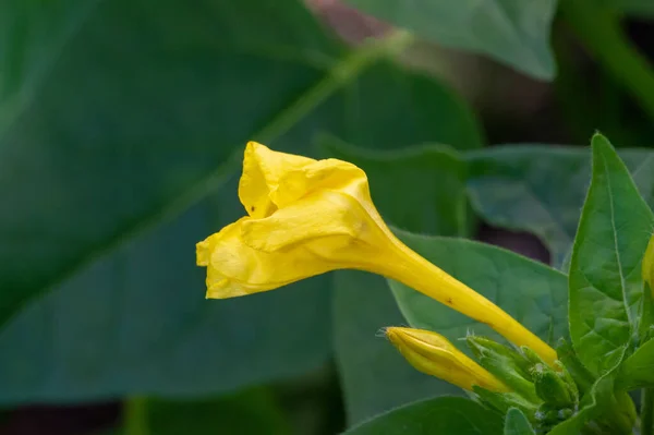 Mirabilis Jalapa Das Wunder Von Peru Oder Eine Vierstündige Blume — Stockfoto