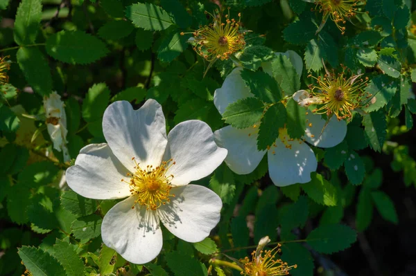 Rosa Canina Kwiaty Zazwyczaj Duże Efektowne Białego Żółtego Czerwonego Większość — Zdjęcie stockowe