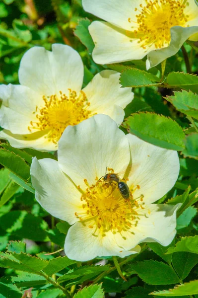 Rosa Canina Les Fleurs Sont Généralement Grandes Voyantes Blanc Jaune — Photo