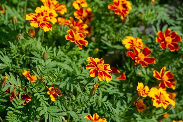 Calendula 장식용 식물과 허브로서의 역사를 가지고 다음에는 꽃잎에서 사프란을 대체하는 — 스톡 사진