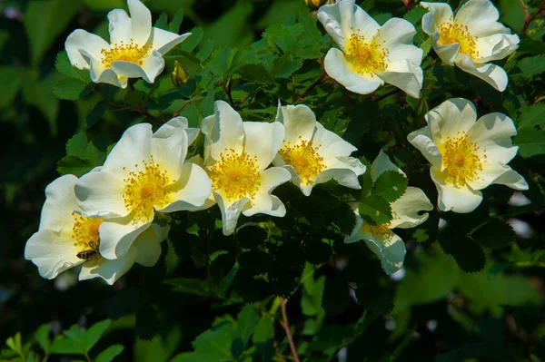 Rosa Canina Las Flores Son Generalmente Grandes Vistosas Blanco Amarillo — Foto de Stock