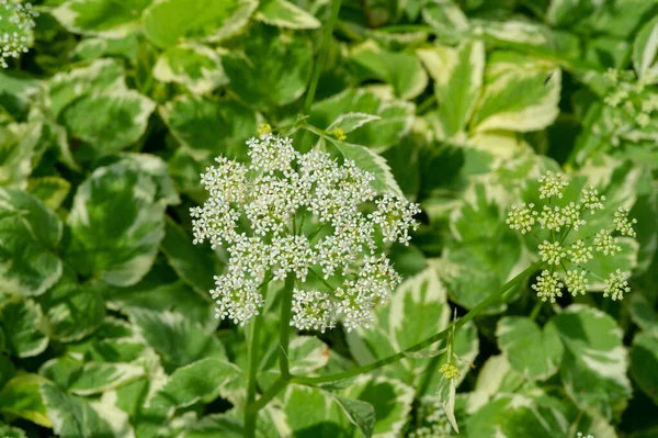 Textur Hintergrund Muster Flache Schärfentiefe Gras Auf Der Wiese Vegetation — Stockfoto