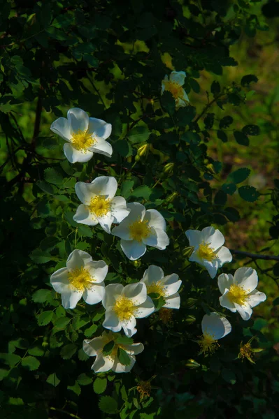 Rosa Canina Λουλούδια Είναι Συνήθως Μεγάλα Και Επιδεικτικά Από Λευκό — Φωτογραφία Αρχείου