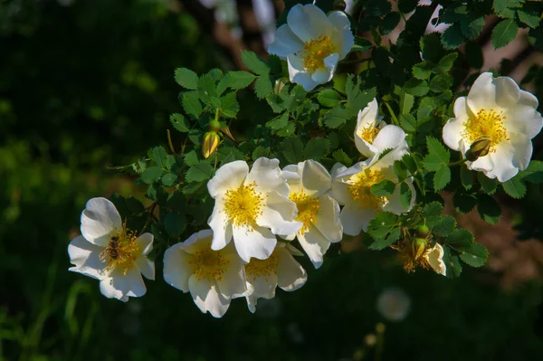 Rosa Canina Kwiaty Zazwyczaj Duże Efektowne Białego Żółtego Czerwonego Większość — Zdjęcie stockowe