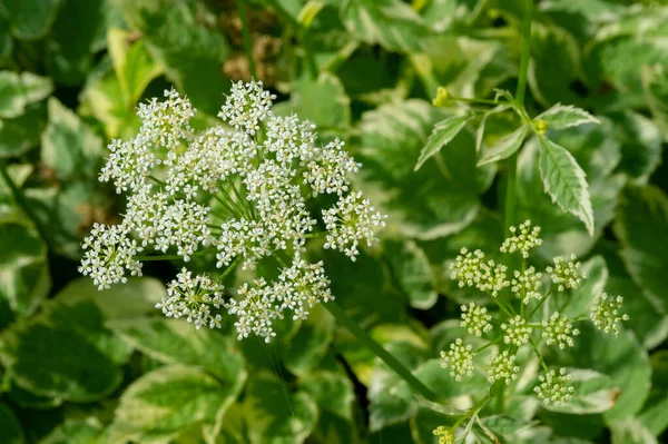 Textur Hintergrund Muster Flache Schärfentiefe Gras Auf Der Wiese Vegetation — Stockfoto